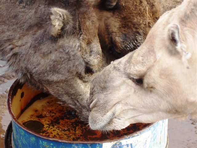 Even the camels take a break