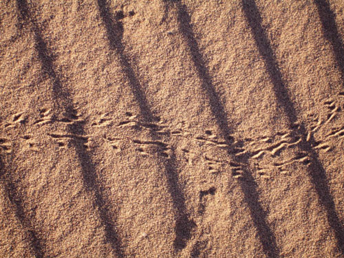 Footprints in the sand